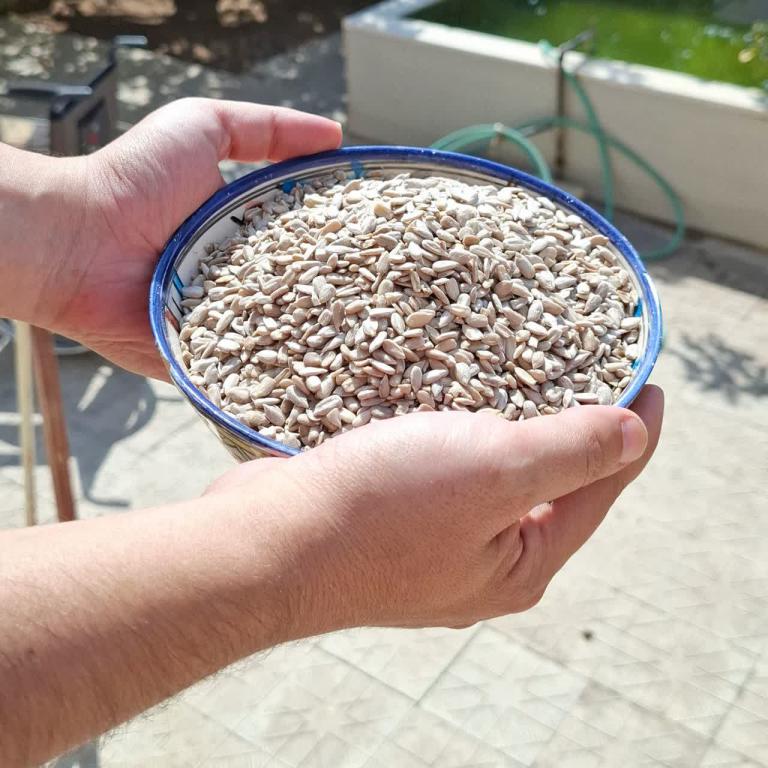 مغز تخمه آفتابگردان خام